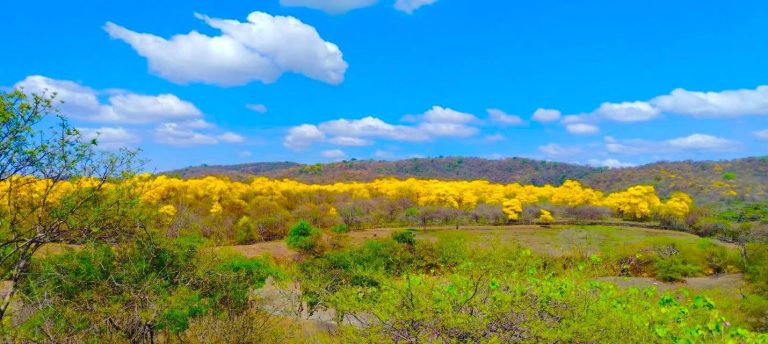 Garzareal te invita a vivir un espectáculo natural único